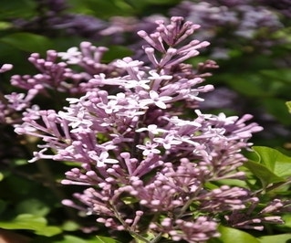 Flieder auf Stamm (Syringa meyeri 'Palibin')
