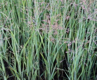 Fingergras (Panicum virgatum 'Heavy Metal')