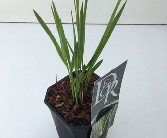 Fingergras (Panicum virgatum 'Northwind')