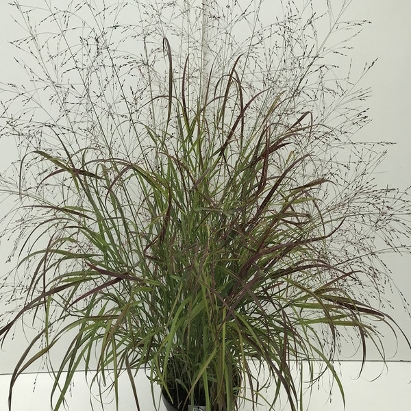 Panicum Sangria  C10