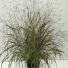 Fingergras (Panicum virgatum 'Sangria')