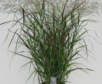 Fingergras (Panicum virgatum 'Squaw')