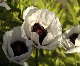 Mohn (Papaver orientale 'Perry's White')