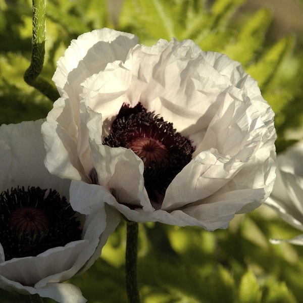 Mohn (Papaver orientale 'Perry's White')