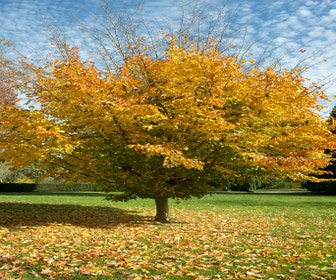 Persischer Eisenholzbaum (Parrotia persica)