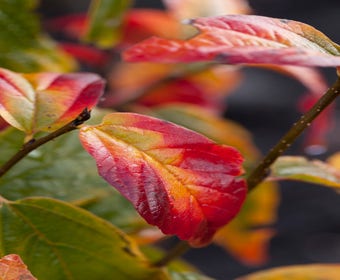 Persisches Eisenholz (Parrotia persica 'Persian Spire')