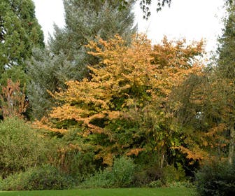 Persisches Eisenholz als Strauch (Parrotia persica)