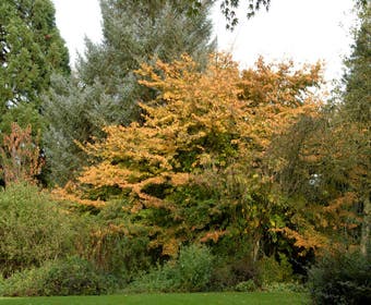 Persisches Eisenholz als Strauch (Parrotia persica)