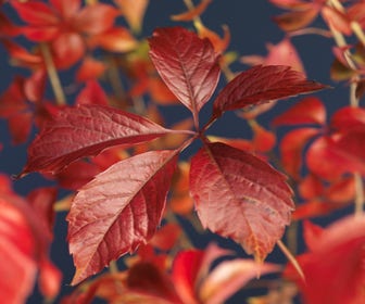 Wilde Wein (Parthenocissus quinquefolia 'Engelmannii')