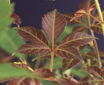 Wilde Wein (Parthenocissus 'Henryana')