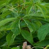Wilder Wein (Parthenocissus quinquefolia)