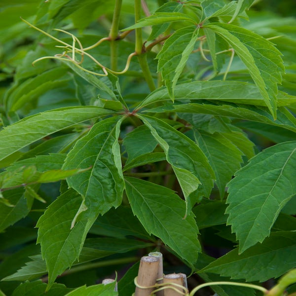 Parthenocissus quinquefolia