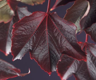 Wilder Wein (Parthenocissus tricuspidata 'Veitchii')