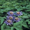 Passionsblume (Passiflora 'Purple Rain')