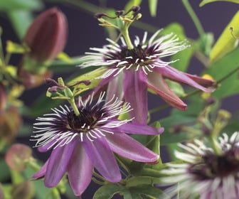 Passionsblume (Passiflora 'Victoria')