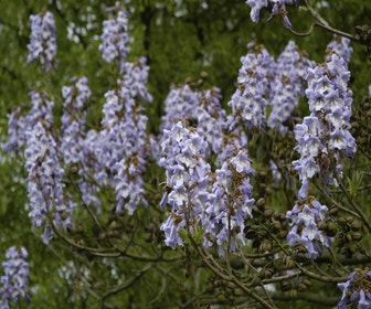 Anna-Paulownia-Baum (Paulownia tomentosa)