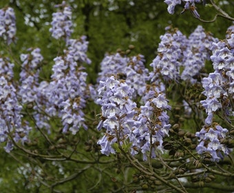 Anna-Paulownia-Baum (Paulownia tomentosa)