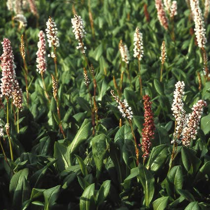 Knöterich (Persicaria affinis)