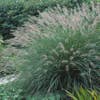 Lampenputzergras  (Pennisetum alopecuroides)