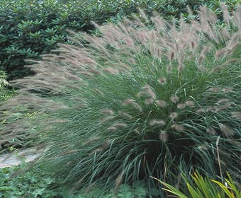 Lampenputzergras  (Pennisetum alopecuroides)