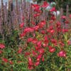 Schildpattblume (Penstemon 'Andenken an F. Hahn')