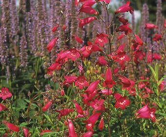 Schildpattblume (Penstemon 'Andenken an F. Hahn')