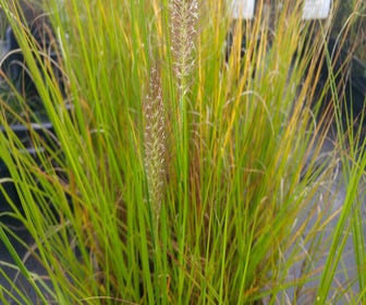 Lampenputzergras (Pennisetum alopecuroides 'Cassian')