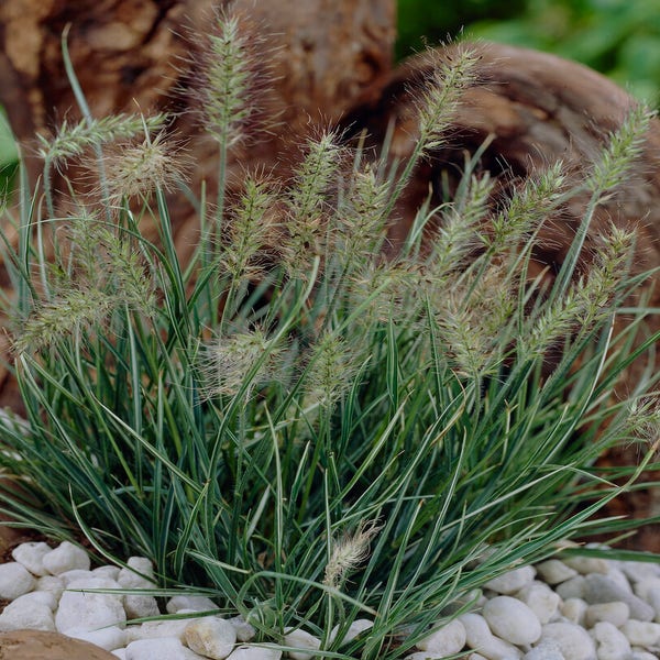 Lampenputzergras (Pennisetum alopecuroides 'Little Honey')