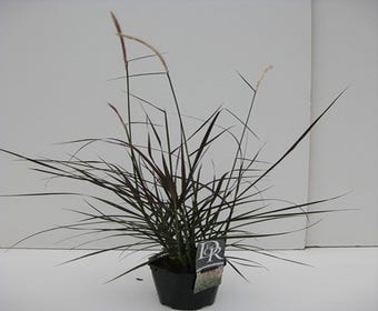 Lampenputzergras (Pennisetum 'Metallica')