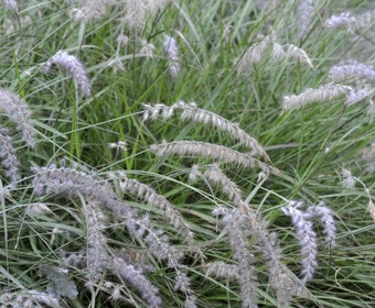 Lampenputzergras (Pennisetum orientale)