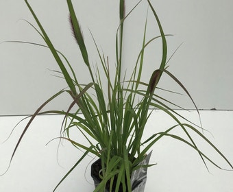 Lampenputzergras (Pennisetum messiacum 'Red Bunny Tails')