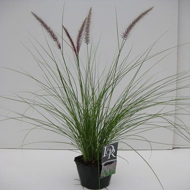 Lampepoetser (Pennisetum 'Rupelli')
