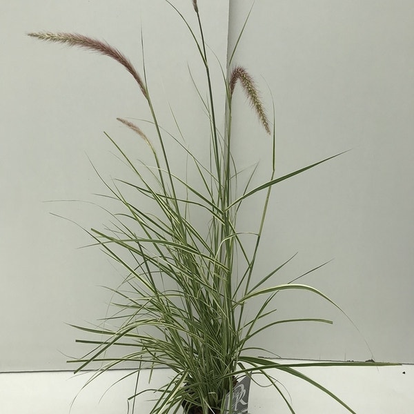 Pennisetum Sky Rocket   C2