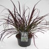 Lampenputzergras (Pennisetum 'Summer Samba')