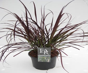Lampenputzergras (Pennisetum 'Summer Samba')