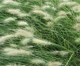 Lampenputzergras (Pennisetum villosum)