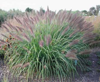 Lampenputzergras (Pennisetum alopecuroides 'Red Head')
