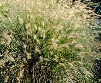 Lampenputzergras (Pennisetum alopecuroides 'Hameln')
