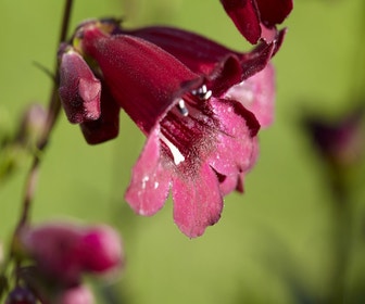 Schildpattblume (Penstemon 'Rich Ruby')