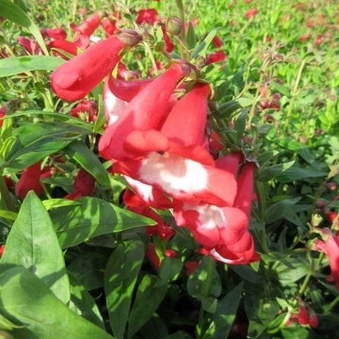 Penstemon rubicunda