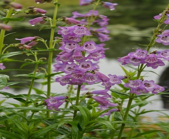 Schildpattblume (Penstemon 'Sour Grapes')