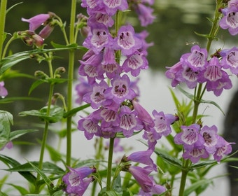 Schildpattblume (Penstemon 'Sour Grapes')