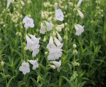 Schildpattblume (Penstemon 'White Bedder')