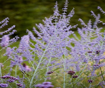 Riesen-Lavendel (Perovskia atriplicifolia 'Blue Spire')