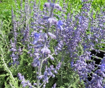 Riesen-Lavendel (Perovskia atriplicifolia 'Lacey Blue')