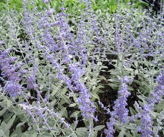 Riesen-Lavendel (Perovskia atriplicifolia 'Silvery Blue')