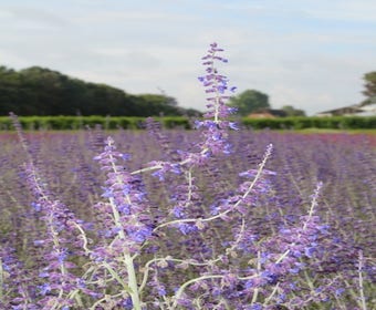 Riesen-Lavendel (Perovskia atriplicifolia 'Little Spire')