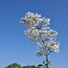 Zwerg-Flieder (Syringa persica 'Alba')