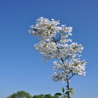 Zwerg-Flieder (Syringa persica 'Alba')
