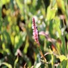 Knöterich (Persicaria amplexicaulis 'Pink Elephant')